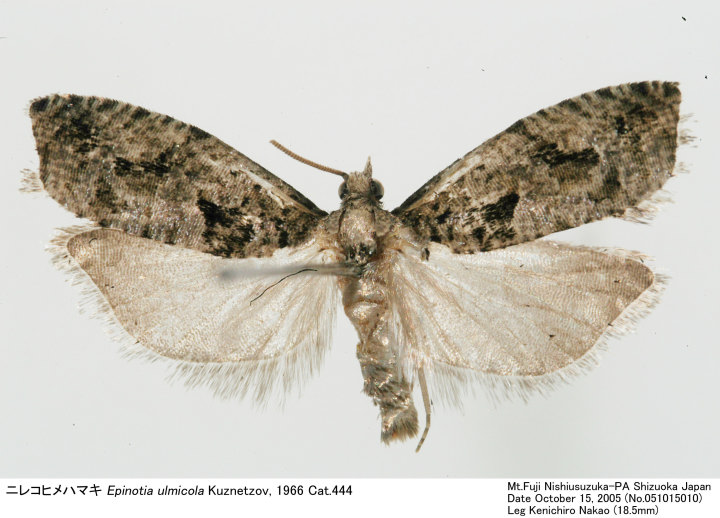 Epinotia_ulmicola_051015010.jpg